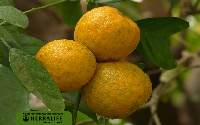 Infusión de naranja amarga o agria para bajar de peso